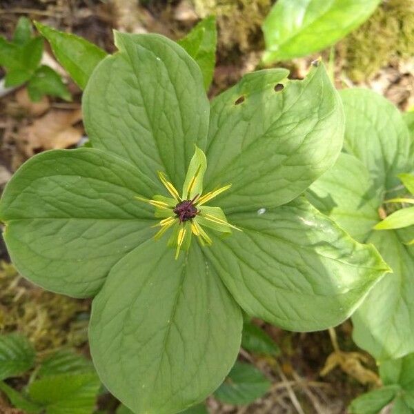 Paris quadrifolia Liść