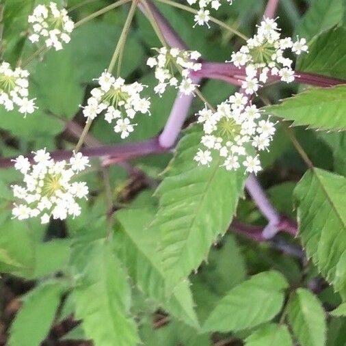 Cicuta maculata Цвят