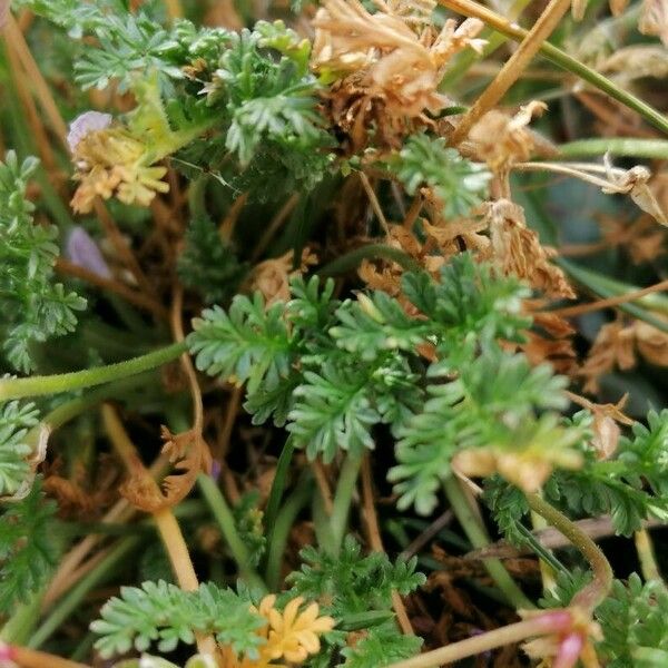 Erodium glandulosum 叶