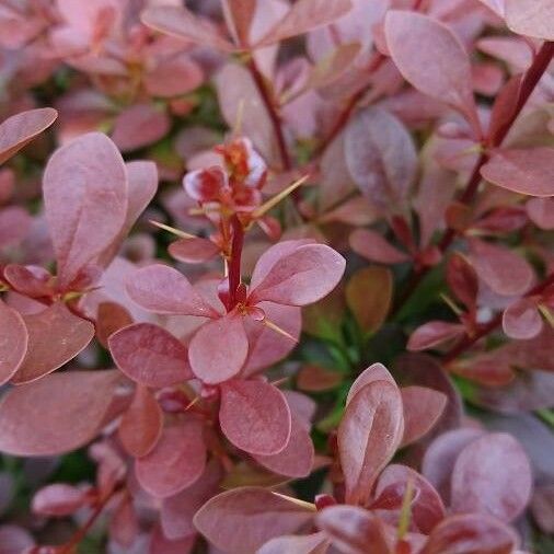 Berberis thunbergii ᱥᱟᱠᱟᱢ