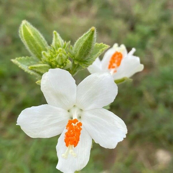 Hibiscus flavifolius പുഷ്പം