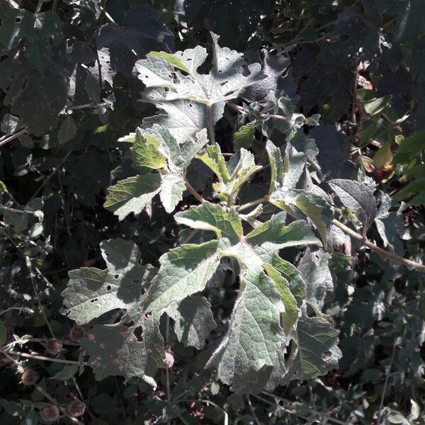 Hibiscus diversifolius Habit