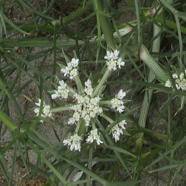 Echinophora spinosa Flower