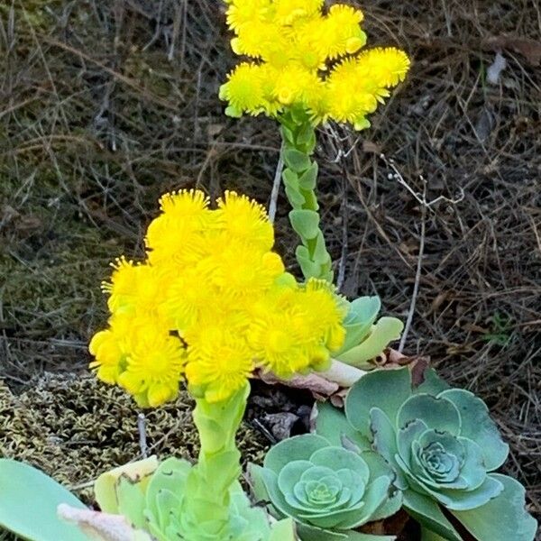 Aeonium aureum Cvet