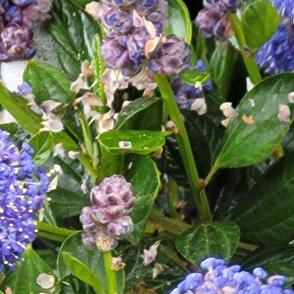 Ceanothus thyrsiflorus Листок