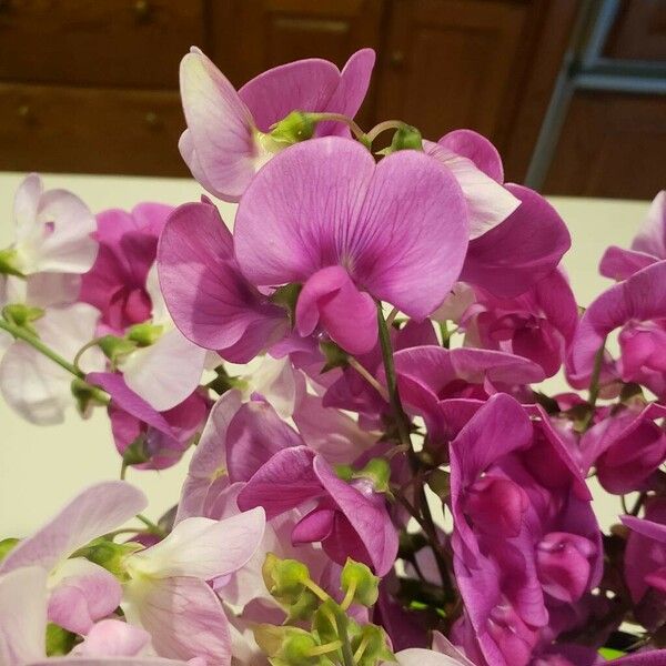 Lathyrus odoratus Flower