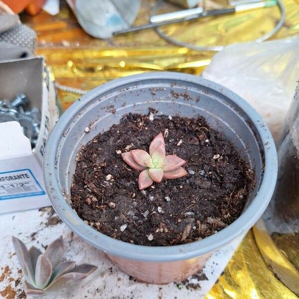 Sedum mendozae Leaf