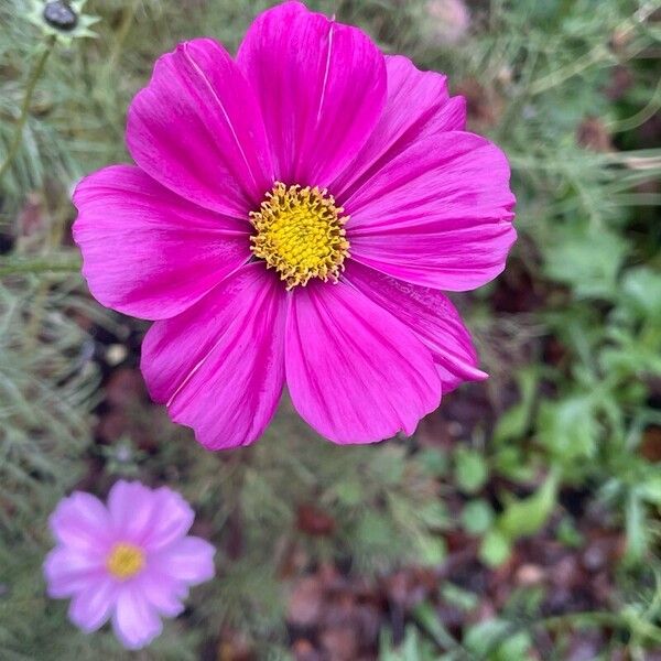 Cosmos bipinnatus Çiçek