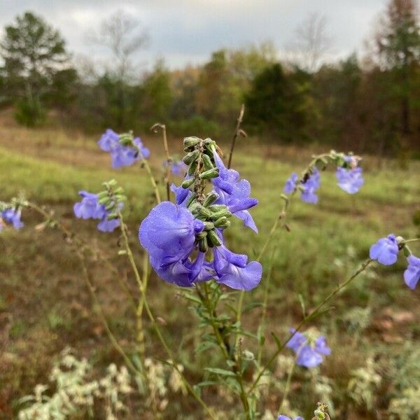 Salvia azurea Flor