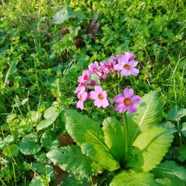 Primula japonica Květ