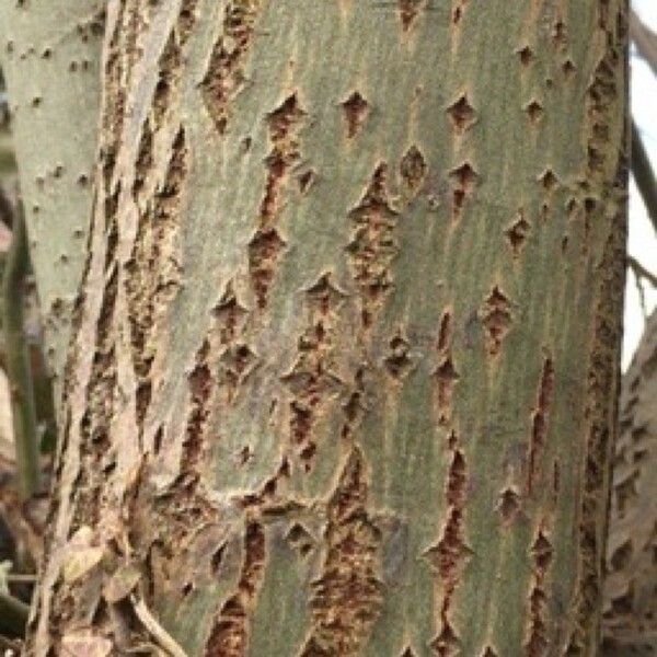 Salix daphnoides Bark