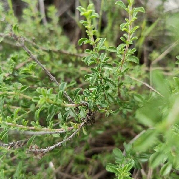 Satureja cuneifolia Leaf