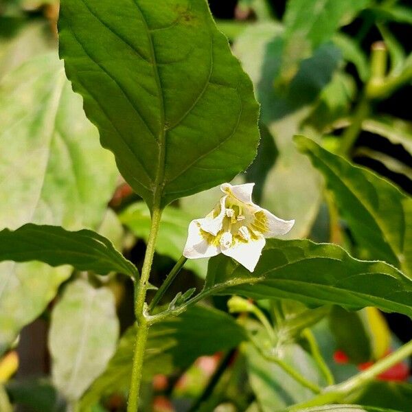 Capsicum baccatum Flor