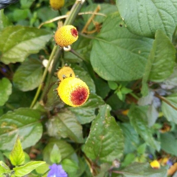 Acmella oleracea Flor