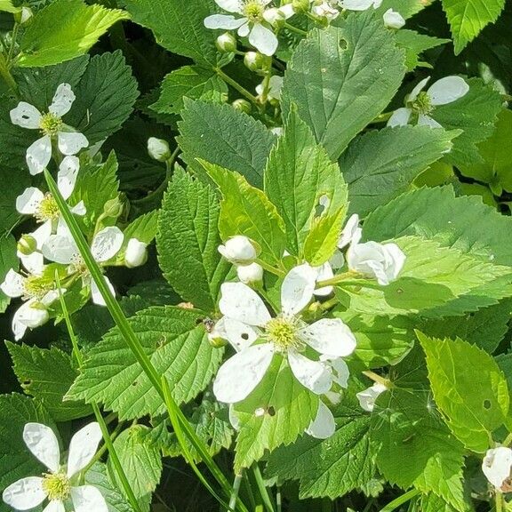 Rubus argutus Flower