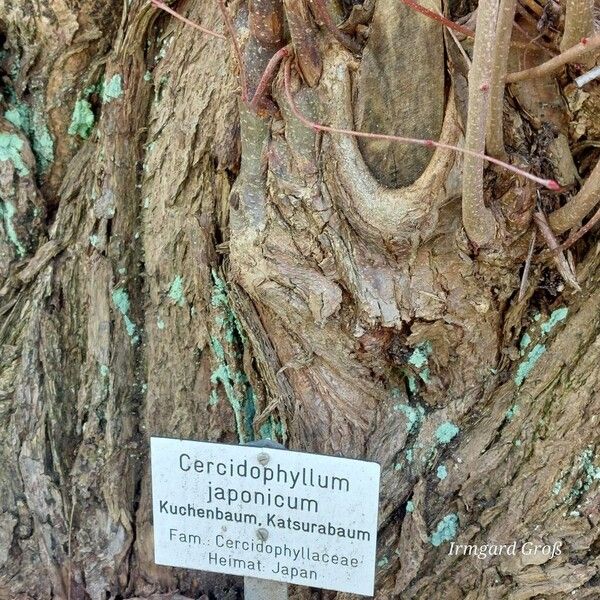 Cercidiphyllum japonicum Bark