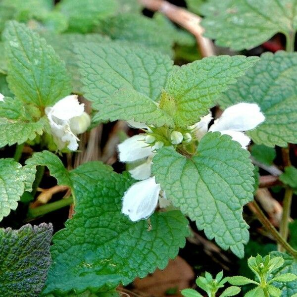 Lamium album Alia