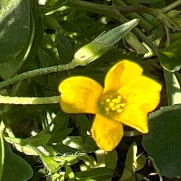 Oxalis dillenii പുഷ്പം