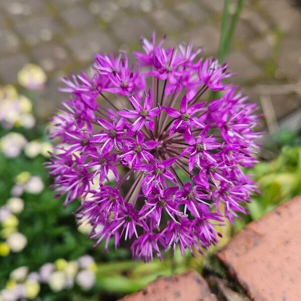 Allium giganteum 花