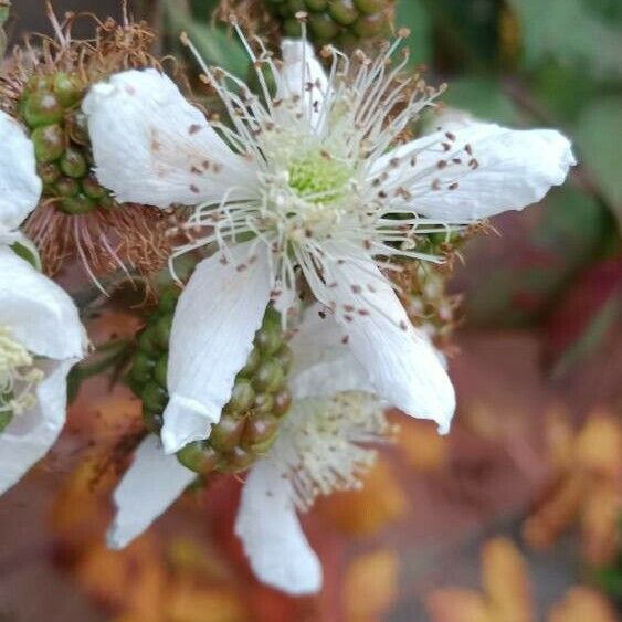 Rubus ulmifolius Kukka