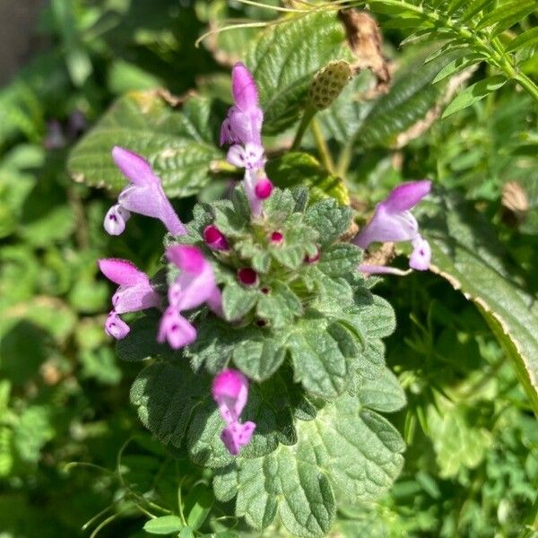 Lamium amplexicaule Кветка