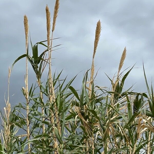 Arundo donax Fruct