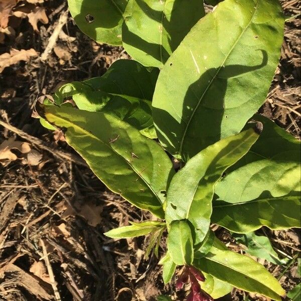 Cestrum elegans Hostoa