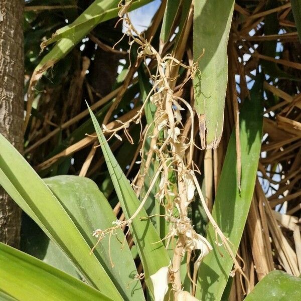 Yucca aloifolia Flower