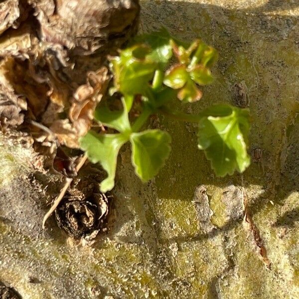 Commiphora schimperi Leaf