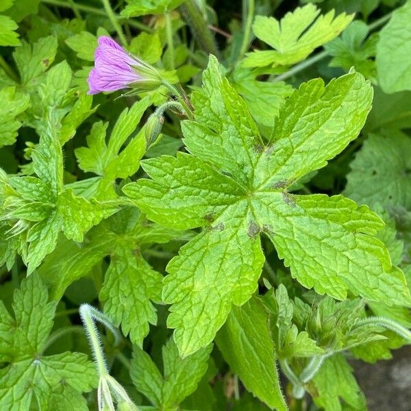 Geranium × oxonianum Квітка