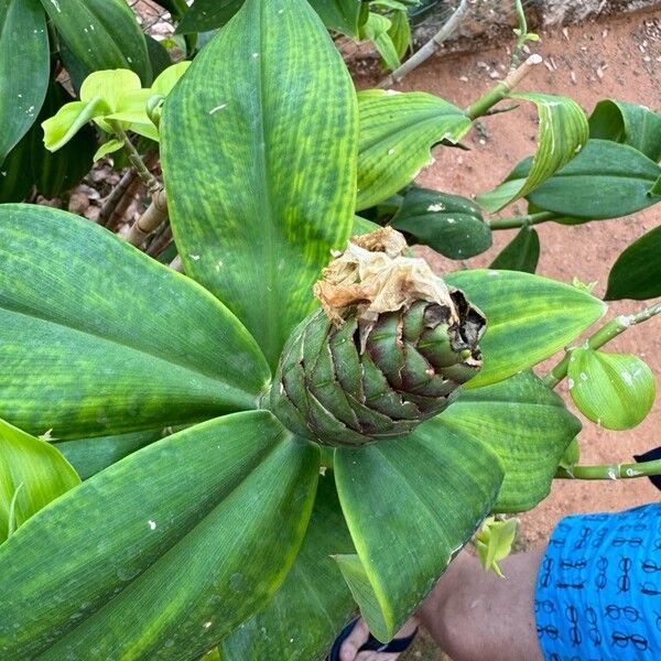 Costus arabicus Квітка