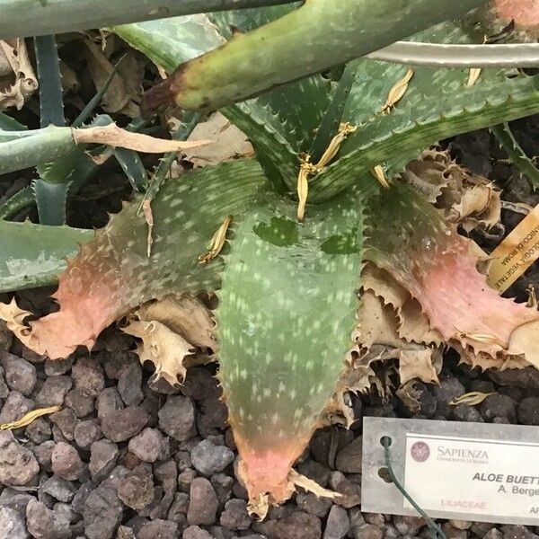 Aloe buettneri Листок