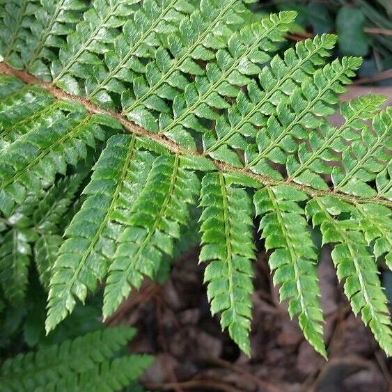 Polystichum luctuosum Leaf