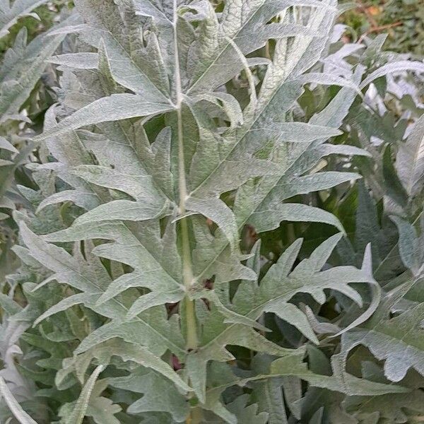 Cynara cardunculus Feuille