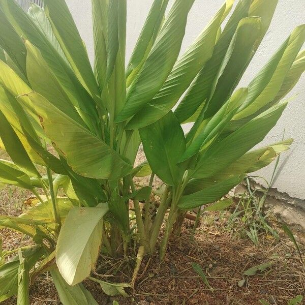 Curcuma longa Levél