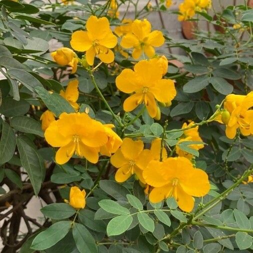 Senna occidentalis Blomma