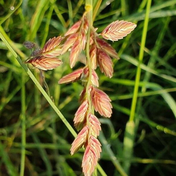 Eragrostis superba Flower