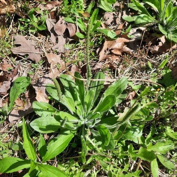 Plantago virginica Ліст