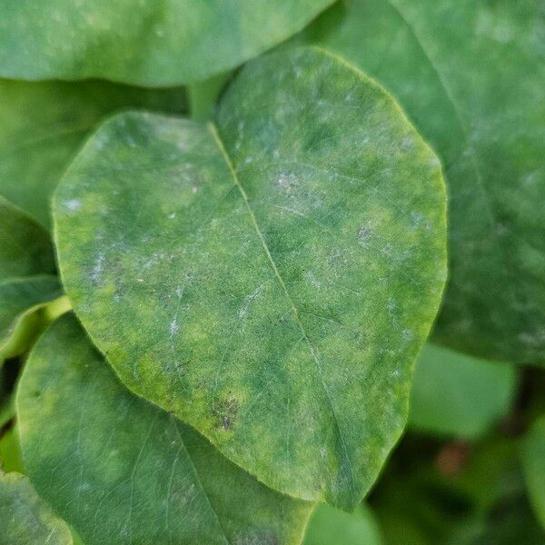 Symphoricarpos albus 葉