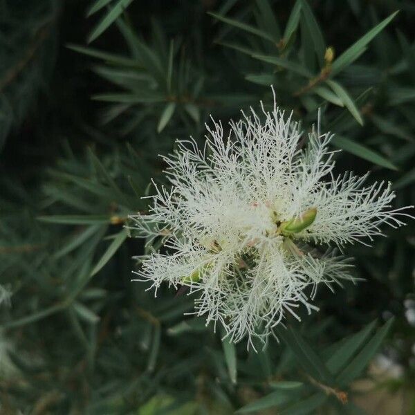 Melaleuca linariifolia Virág