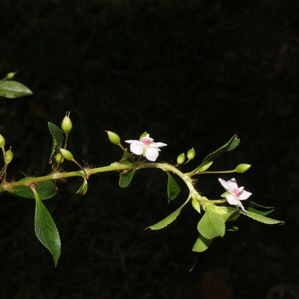 Sauvagesia erecta Flower