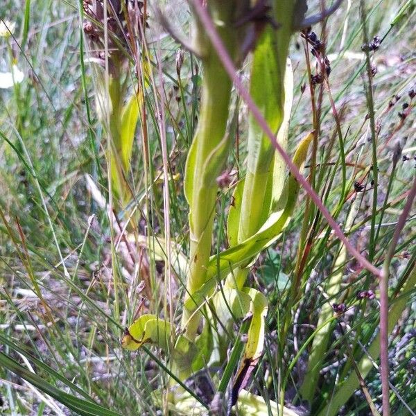 Dactylorhiza incarnata Blatt