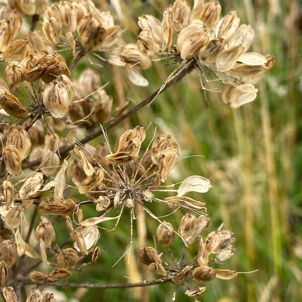 Thapsia garganica Фрукт