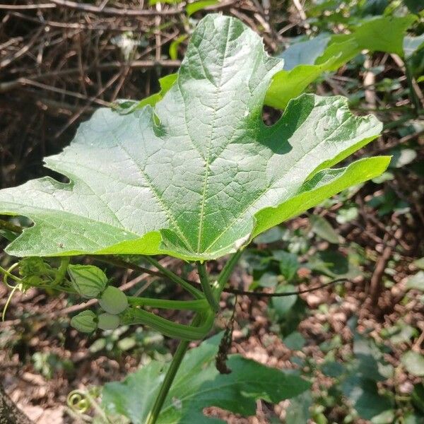 Lagenaria sphaerica Hoja