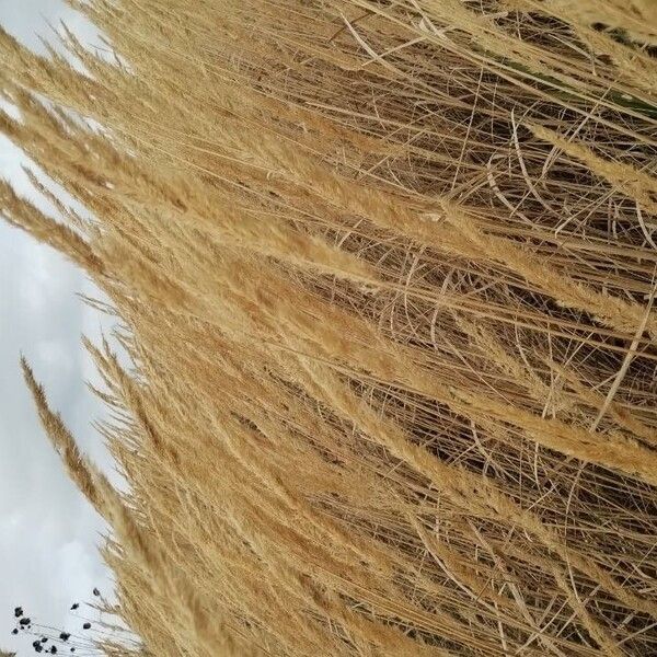 Calamagrostis epigejos Blomst