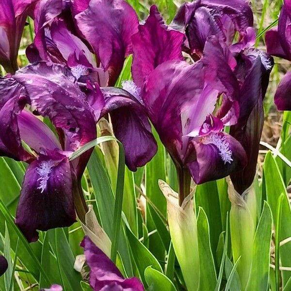 Iris pumila फूल