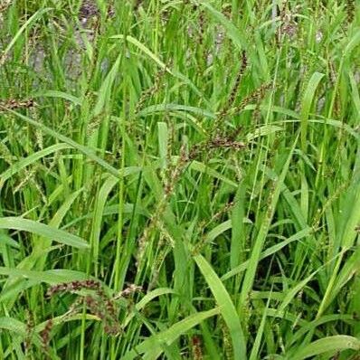 Echinochloa crus-galli Habit