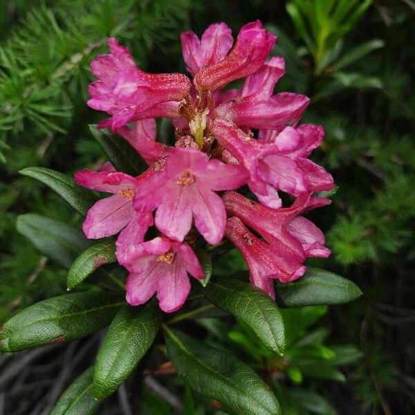 Rhododendron ferrugineum Flower