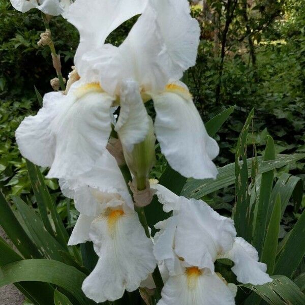 Iris albicans फूल