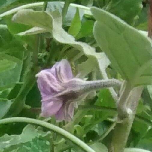 Solanum melongena Flower